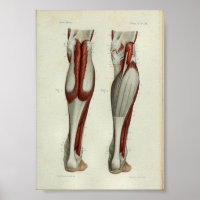 1844  anatomie Afdrukspieren Calf