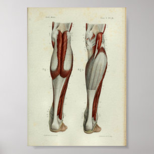 1844  anatomie Afdrukspieren Calf Poster