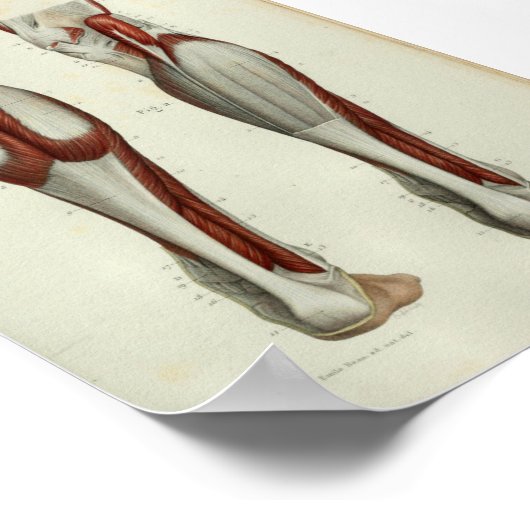 1844  anatomie Afdrukspieren Calf Poster (Hoek)