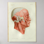 1844  anatomie Afdrukspieren gezicht Poster (Voorkant)
