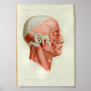 1844  anatomie Afdrukspieren gezicht Poster