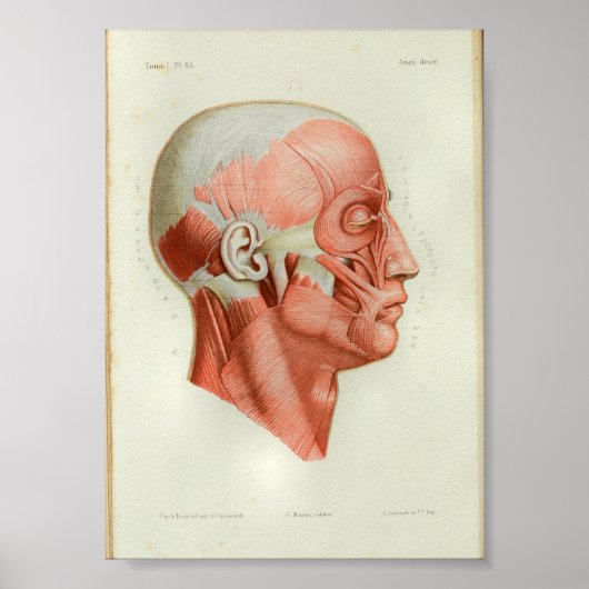 1844 anatomie Afdrukspieren gezicht Poster (Voorkant)