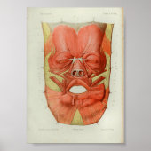 1844  anatomie Afdrukspieren gezicht Poster (Voorkant)
