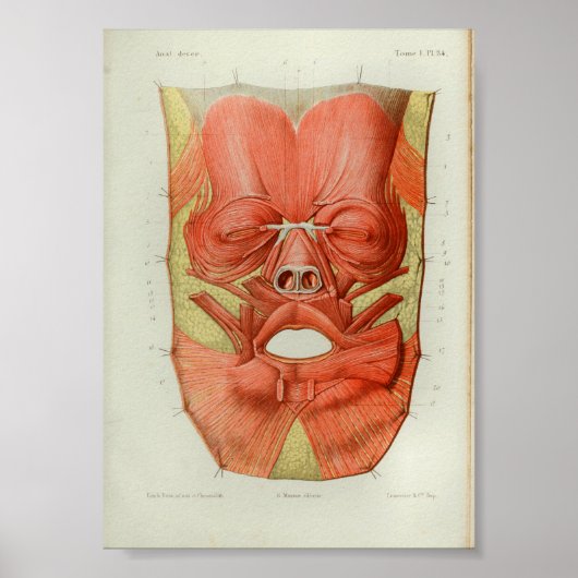 1844  anatomie Afdrukspieren gezicht Poster (Voorkant)