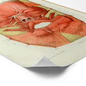 1844  anatomie Afdrukspieren gezicht Poster (Hoek)