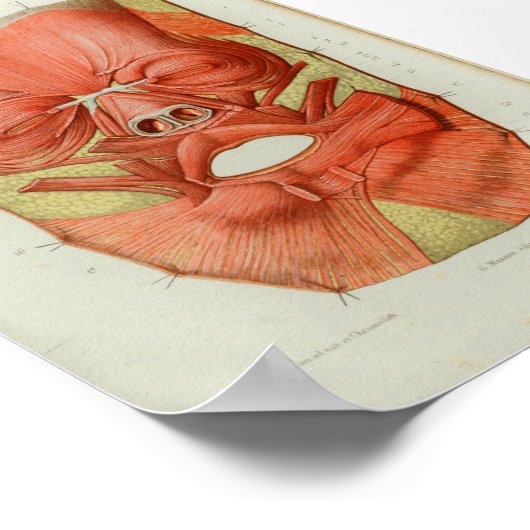 1844  anatomie Afdrukspieren gezicht Poster (Hoek)