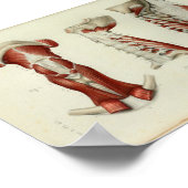 1844  anatomie Afdrukspieren Hals Poster (Hoek)