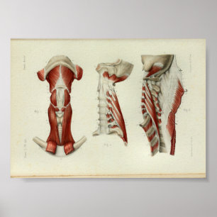 1844  anatomie Afdrukspieren Hals Poster