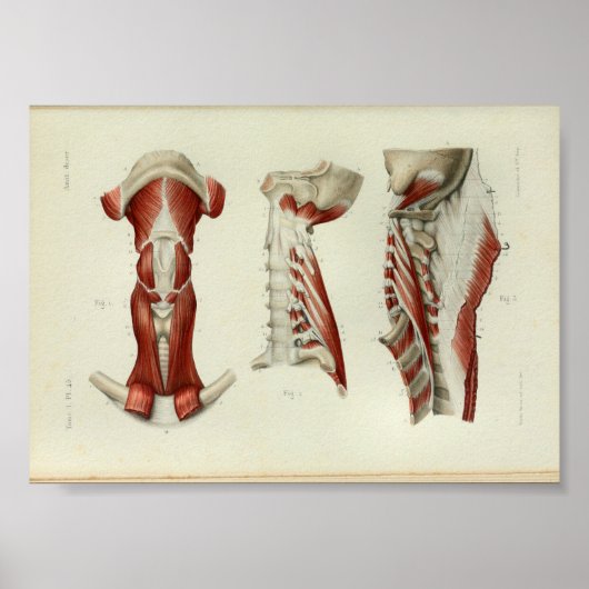 1844  anatomie Afdrukspieren Hals Poster (Voorkant)