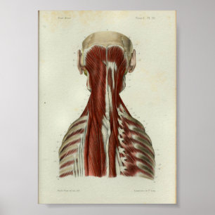 1844  anatomie Afdrukspieren Hals Poster