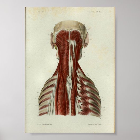 1844 anatomie Afdrukspieren Hals Poster (Voorkant)