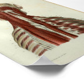 1844 anatomie Afdrukspieren Hals Poster (Hoek)