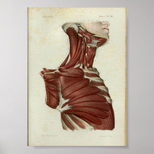 1844  anatomie Afdrukspieren Hals Poster