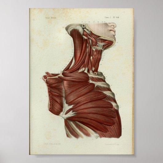 1844 anatomie Afdrukspieren Hals Poster (Voorkant)