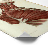 1844 anatomie Afdrukspieren Hals Poster (Hoek)