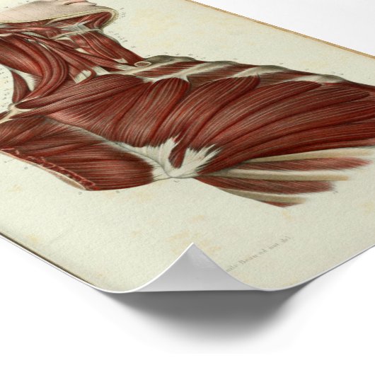 1844  anatomie Afdrukspieren Hals Poster (Hoek)