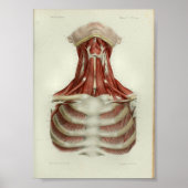1844  anatomie Afdrukspieren Hals Poster (Voorkant)