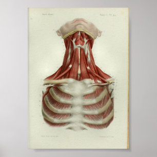 1844  anatomie Afdrukspieren Hals Poster