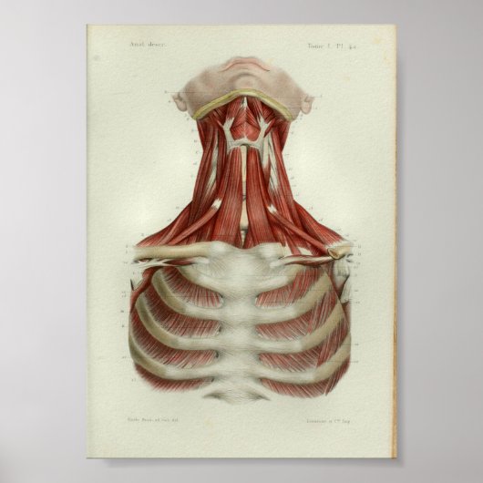 1844  anatomie Afdrukspieren Hals Poster (Voorkant)