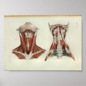 1844  anatomie Afdrukspieren Hals Poster (Voorkant)