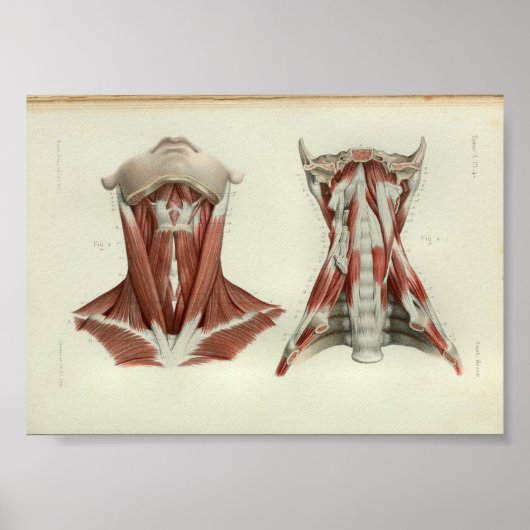 1844  anatomie Afdrukspieren Hals Poster (Voorkant)