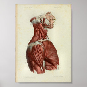 1844  anatomie Afdrukspieren Hals Poster