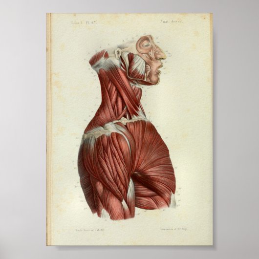 1844  anatomie Afdrukspieren Hals Poster (Voorkant)