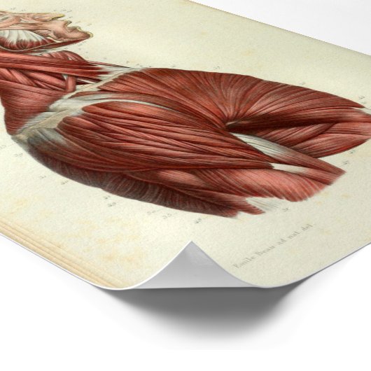 1844 anatomie Afdrukspieren Hals Poster (Hoek)