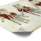 1844  anatomie Afdrukspieren Handje Poster (Hoek)
