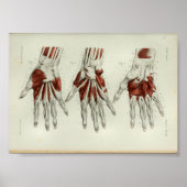 1844 anatomie Afdrukspieren Handje Poster (Voorkant)