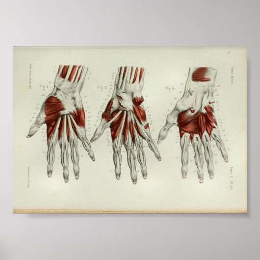 1844  anatomie Afdrukspieren Handje Poster (Voorkant)