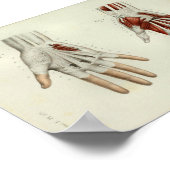 1844 anatomie Afdrukspieren Handje Poster (Hoek)