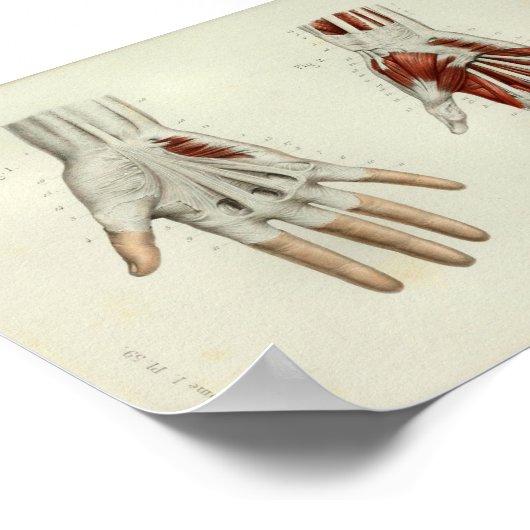 1844  anatomie Afdrukspieren Handje Poster (Hoek)