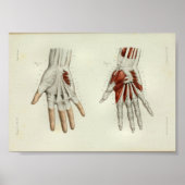 1844 anatomie Afdrukspieren Handje Poster (Voorkant)