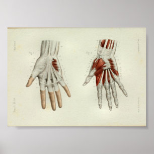 1844  anatomie Afdrukspieren Handje Poster