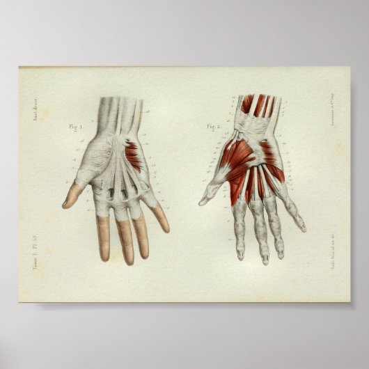 1844 anatomie Afdrukspieren Handje Poster (Voorkant)