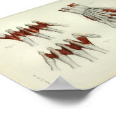 1844 anatomie Afdrukspieren Handje Poster (Hoek)