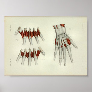 1844  anatomie Afdrukspieren Handje Poster