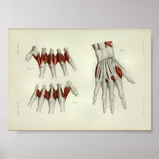 1844 anatomie Afdrukspieren Handje Poster (Voorkant)