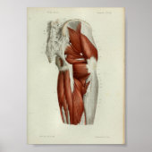 1844  anatomie Afdrukspieren Heup Poster (Voorkant)