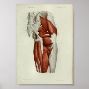 1844  anatomie Afdrukspieren Heup Poster