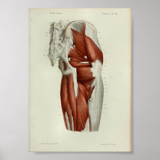 1844  anatomie Afdrukspieren Heup Poster (Voorkant)
