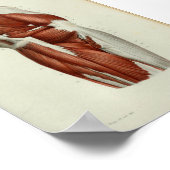 1844  anatomie Afdrukspieren Heup Poster (Hoek)