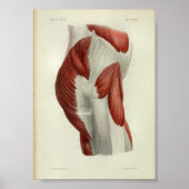 1844  anatomie Afdrukspieren Heup Poster (Voorkant)
