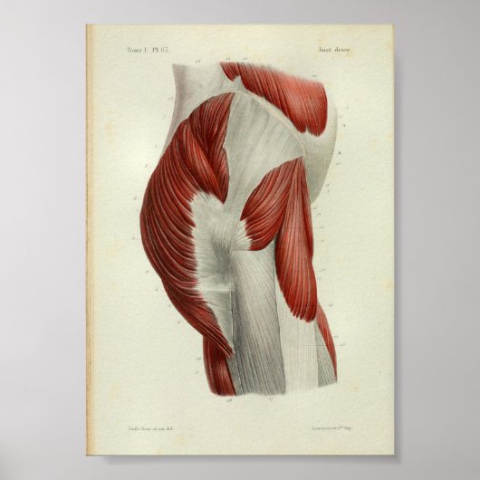 1844  anatomie Afdrukspieren Heup Poster (Voorkant)