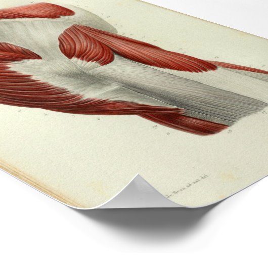 1844  anatomie Afdrukspieren Heup Poster (Hoek)