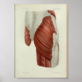 1844  anatomie Afdrukspieren Heup Poster (Voorkant)