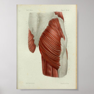 1844  anatomie Afdrukspieren Heup Poster