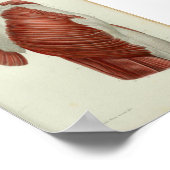 1844  anatomie Afdrukspieren Heup Poster (Hoek)