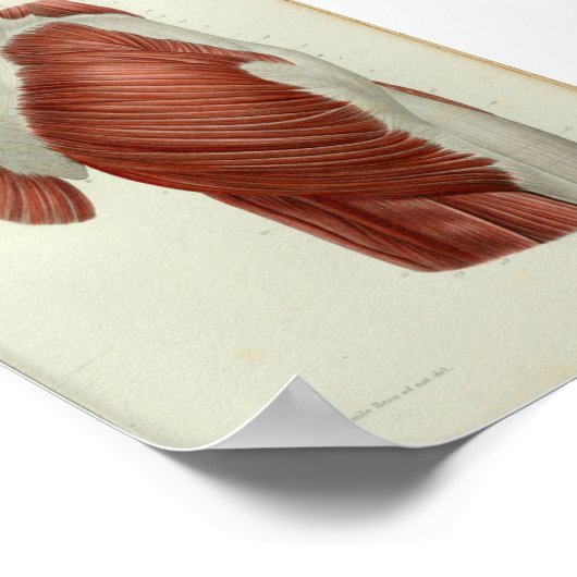 1844  anatomie Afdrukspieren Heup Poster (Hoek)